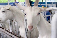 6 Cara Memilih Bibit Kambing Perah Unggulan bagi Peternak Pemula, Jamin Akurat 100 Persen! Buktiin Deh