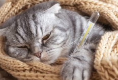 6 Obat Ampuh Untuk Mengatasi Kucing yang Sedang Terkena Flu, Apa Aja?