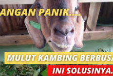 Info Ternak, 5 Penyebab Mulut Kambing Berbusa dan Cara Mengatasinya, Peternak Simak Ini Cekidot...