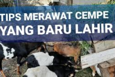 6 Tips Merawat Cempe Tanpa Induk Agar Tetap Tumbuh dengan Optimal dan Terhindar Dari Penyakit, Cedikot!