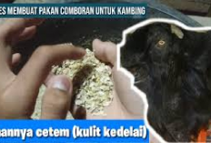 Resep Pakan Comboran Kulit Kedelai untuk Kambing, Peternak Wajib Coba! Auto Bikin Gemuk Hewan Ternak Lho