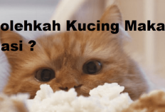 Anabul Tidak Makan Nasi! Apakah Karena kucingmu sakit, Ternyata Begini Penjelasannya 