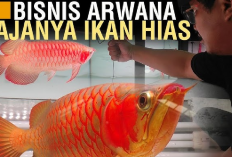 Info Bisnis, Budidaya Ikan Arwana Super Red, Cuan Sampai Ratusan Juta 1 Kali Panen, Kamu Tertarik?