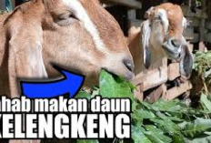 Manfaat Daun Kelengkeng untuk Pakan Kambing yang Jarang Diketahui, Apa Aja Ya? Berikut Penjelasannya