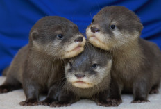 Yuk Simak! 5 Tips Mudah Merawat Baby Otter Bagi Pemula, Ternyata Kebersihan Paling Penting Loh