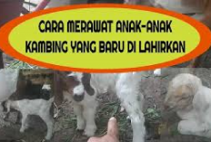 Info Ternak, 6 Cara Merawat Anak Kambing Agar Terhindar Dari Penyakit Berbahaya, Apa Aja Ya?