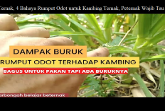 Info Ternak, 4 Bahaya Rumput Odot untuk Kambing Ternak, Peternak Wajib Tau Nih!