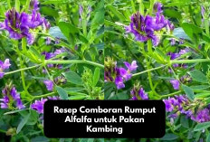 Wajib Coba! Resep Comboran Rumput Alfalfa untuk Pakan Kambing, Cocok Bagi Pertumbuhan Hewan Ternak, Kuy Bikin