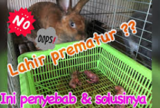 Info Rabbit, 5 Faktor Penyebab Kelinci Melahirkan Secara Prematur, Kenali Gejala dan Ciri-Cirinya Disini!