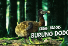 Kamu Harus Tau Nih! Fakta Menarik Tentang Burung Dodo yang Telah Punah, Gini Penjelasannya