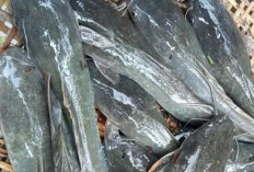 Mau Budidaya Ikan Lele, Berikut Ini Tips Yang Harus Diperhatikan 