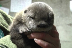 5 Tips Merawat Baby Otter yang Masih Bayi dan Cara Melatihnya, Yuk Simak Apa Aja?