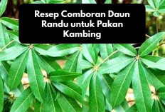 Simple! Ini Resep Comboran Daun Randu untuk Pakan Kambing, Peternak Wajib Coba, Jamin Bikin Ternak Gemoy