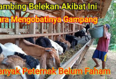 Info Ternak, 5 Penyebab Kambing Belekan Dan 3 Cara Mengobatinya, Peternak Wajib Cobain! Jamin Ampuh 100 Persen