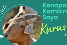 5 Cara Efektif Mengobati Kambing Sakit Cacingan yang Perlu Kamu Ketahui, Peternak Simak Disini! Cekidot