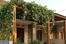 3 Rekomendasi Tanaman Rambat Kanopi Paling Cantik, Bikin Rumah Adem Tanpa AC!