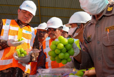 Mengejutkan! Hasil Uji Sampel anggur Shine Muscat Impor di Thailand Mengandung 18 Jenis Residu Beracun