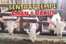 Resep dan Cara Meracik Pakan Konsentrat untuk Cempe, Jamin Bikin Anak Kambing Auto Gemuk dan Sehat!