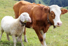 Anda Perokok Tapi Tidak Mau Berqurban, Hati-hati, Begini Penjelasan Ustad Abdul Somad