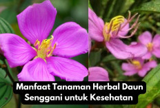 4 Manfaat Tanaman Herbal Daun Senggani untuk Kesehatan, Bisa Atasi Diare & Kolesterol Lho!