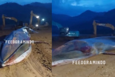 Paus 16 Meter Terdampar di Area Tambang Morowali Utara, Mati Saat Evakuasi