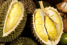 7 Cara Memilih Buah Durian Yang Matang dan Manis, Yuk Simak Jangan Sampe Keliru