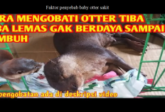 Owner Wajib Tau, 5 Faktor Penyebab Baby Otter Sakit, No 1 Paling Penting!
