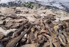 Viral Pemburuan Ikan Sapu-sapu, Predator Overpopulasi yang Diduga Sering Dijadikan Olahan, Seberbahaya Ini!