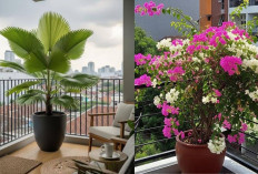 5 Rekomendasi Tanaman Hias Balkon Apartemen: Bougainvillea, Palem, hingga Adenium! 