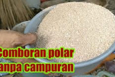 Manfaat dan Tantangan Pemberian Polar Sebagai Comboran untuk Kambing Tanpa Campuran Bahan Lain, Cek Disini!