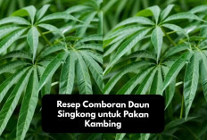 Info Ternak, Resep Comboran Daun Singkong untuk Pakan Kambing yang Bernutrisi Tinggi, Jamin Bikin Gemuk!