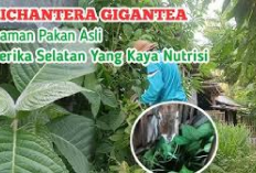 Peternak Wajib Tau! 5 Manfaat Tanaman Trichantera Gigantea Sebagai Pakan Kambing, Tips Alternatif Bagi Pemula