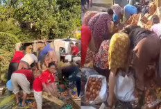 Pikap Terguling, Sopir Masih Terjebak, Telur Ludes Dijarah Warga