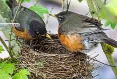 Cerdas dan Tegas! 3 Burung yang Menolak Telur Burung Kedasih