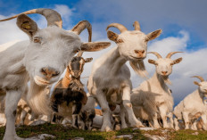 Auto Cuan! Harga Kambing Saanen Siap Perah Capai Puluhan Juta 1 Ekor, Berikut Cara Ternak yang Menguntungkan