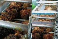 Tragedi Mengerikan di Pabrik Sawit Malaysia, Pekerja Tewas Jatuh ke Mesin Penggilingan