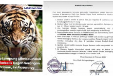 Warganet Dibuat Bingung Dengan Himbauan Pemerintah Setelah Serangan Harimau di Lampung Memakan Korban 
