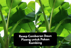 Resep Comboran Daun Pisang untuk Pakan Kambing, Tips Alternatif Menekan Biaya Peternakan, Kuy Coba!