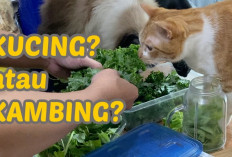 Bolehkah Kucing Memakan Buah-buahan dan Sayuran? Yuk Simak Apa Aja Yang Boleh di Berikan Untuk Anabulmu...
