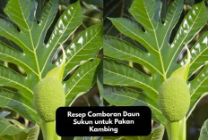 Info Ternak, Resep Comboran Daun Sukun untuk Pakan Kambing, Solusi Alternatif Bagi Peternak Pemula Cekidot!