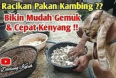 Ampuh! 5 Resep Comboran yang Bisa Membuat Kambing Cepat Gemuk dan Mudah Kenyang, Peternak Buruan Cobain