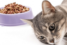 Kucing Lesu dan Tidak Nafsu Makan? Ternyata ini 4 Cara yang Dapat Kamu Sendiri Lakukan Untuk Mengatasinya...