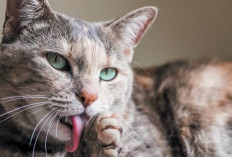 5 Fakta Mengejutkan Mengapa Kucing Sering Menjilati Bulunya, Salah Satunya Agar Tidak Stress! Lho Kok Bisa?