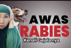 Kenali 2 Gejala Penyakit Rabies yang Dapat Mengakibatkan Kematian, Apakah Bisa Disembuhkan?