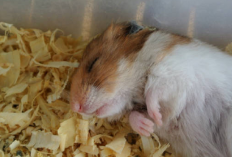 Yuk Simak! 4 Cara Mudah Untuk Mencegah Hamster Agar Tidak Tidur Melulu, Apa Aja?
