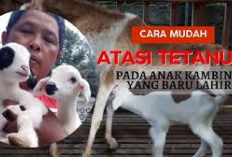 5 Cara Atasi Tetanus Pada Anak Kambing Yang Baru Lahir, Peternak Wajib Simak Ini! Solusi Inovatif Bagi Pemula!