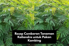 Peternak Wajib Tau! Resep Comboran Tanaman Kaliandra untuk Pakan Kambing yang Bergizi dan Sehat, Cek Disini