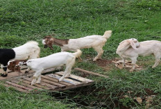 6 Cara Mengatasi Tantangan Umum dalam Beternak Kambing untuk Pemula, Apa Aja Ya? Cek Selengkapnya