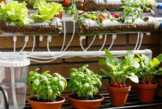 7 Desain Kebun Sayur di Rak Sepatu Bekas, Solusi Kreatif Urban Farming Hemat Tempat