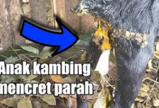 7 Cara Mengobati Cempe Mencret Paling Manjur! Peternak Gak Perlu Khawatir Gini Langkah-Langkahnya